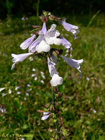 {Salvia lyrata}